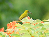 Grey-breasted Spiderhunter