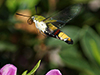 Hummingbird Hawk Moth