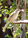 Irrawaddy Bulbul