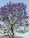 Jacaranda