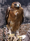 Lijiang birds of prey-pets