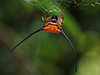 Long-horned Orb-weaver