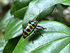 Lychee Jewel Bug