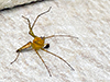 Lynx Spider