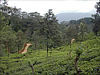 Nuwara Eliya tea plantations, Sri Lanka