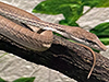 Oriental Whip Snake