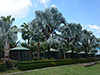 Parrot and Palm Garden