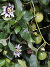 Passiflora eduli (flowers and fruits)