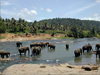 Pinnawela Elephant Orphanage