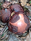 Rafflesia flower buds