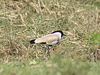 River Lapwing