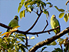 Rose-ringed Parakeets