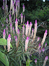 Ruby Parfait Celosia