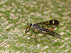 Scorpion Fly