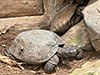 Southeast Asian Spiny Turtle