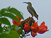 Spectacled Spiderhunter