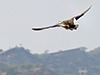 Spot-billed Duck (in flight)