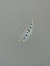 Spotted Archerfish