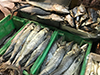 Bangkok's Dry Fish Market