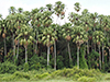 Taraw Palms