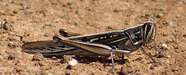 Tatar Grasshopper