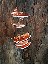 Turkey Tail mushrooms