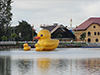 Udonthani Yellow Ducks