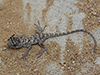 Vietnamese Blue Crested Lizard