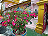 Wat Khao Din (Suphanburi)
