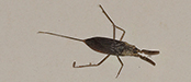 Water Scorpion