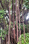 aerial roots