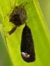 pupa