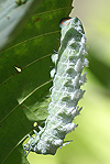 Atlas Moth caterpillar