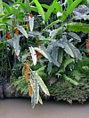 Heliconia rostrata