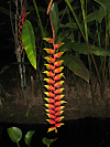 Heliconia rostrata