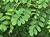 krahm (indigo plant)