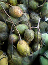 makok farang (fruit)