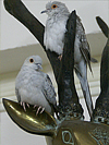 my Diamond Pigeons, Bangkok