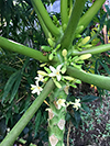 papaya blossom