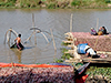 sun-dried fish production