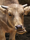 water buffalo teeth