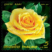 Yellow Rose