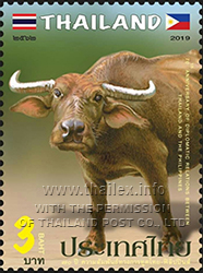 Water Buffalo