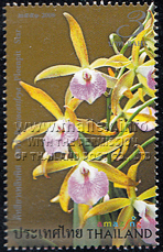 Brassocattleya Phloenphit Star