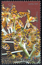 Grammatophyllu speciosum