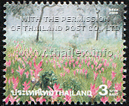 field of pink Siam Tulips in Chaiyaphum's Pah Hin Ngahm National Park