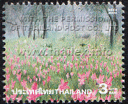 field of pink Siam Tulips in Chaiyaphum's Pah Hin Ngahm National Park