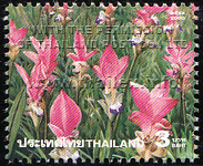 field of pink Siam Tulips in Chaiyaphum's Pah Hin Ngahm National Park