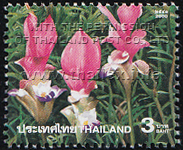 Amazing Thailand (3rd Series) - Siam Tulips