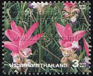 field of pink Siam Tulips in Chaiyaphum's Pah Hin Ngahm National Park